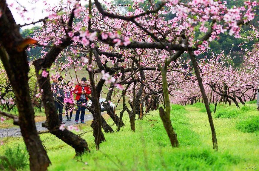 凤凰路沿线住地楼面成交价每平方米破万元